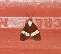 Nyctemera lacticinia