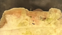 Titanoderma pustulatum