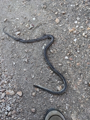 Pituophis catenifer pumilus