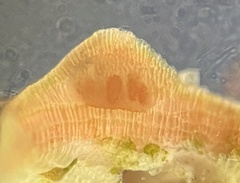 Titanoderma pustulatum