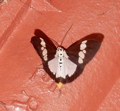 Nyctemera lacticinia