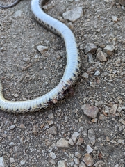 Pituophis catenifer pumilus