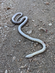 Pituophis catenifer pumilus