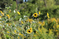Helianthus argophyllus