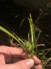 Carex lupulina