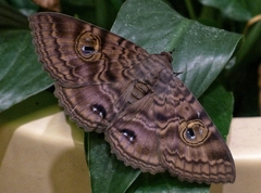Speiredonia spectans