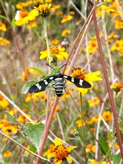 Syntomeida melanthus