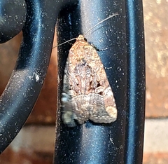 Elaphria chalcedonia