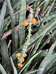 Sansevieria