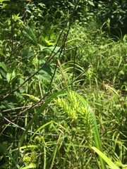 Carex lupulina