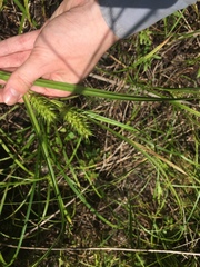 Carex lupulina