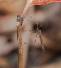 Trichocera