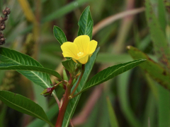 Ludwigia peploides