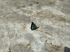 Doxocopa laurentia cherubina