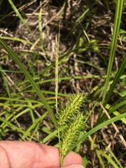 Carex lurida