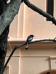 Dendrocitta vagabunda