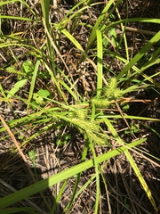 Carex lurida