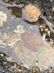 Cyanobacteria