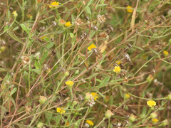 Pulicaria paludosa
