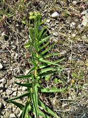 Asclepias asperula