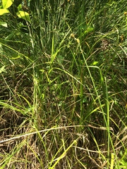 Carex tribuloides tribuloides