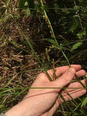 Carex tribuloides tribuloides