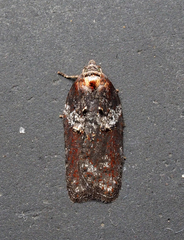 Acleris celiana