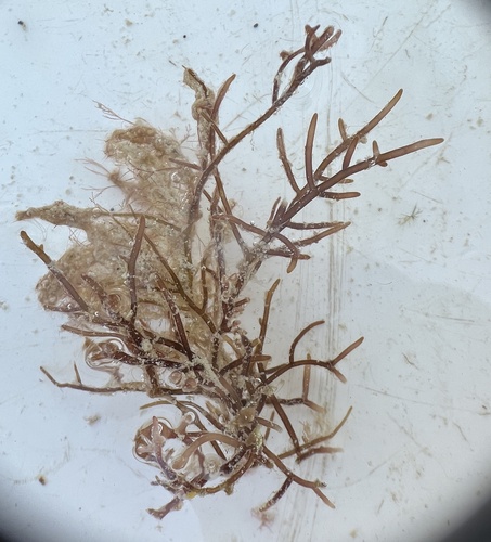 Coelothrix irregularis
