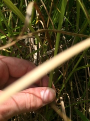Carex tribuloides tribuloides