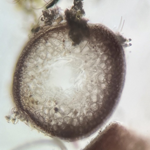 Coelothrix irregularis