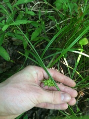 Carex louisianica