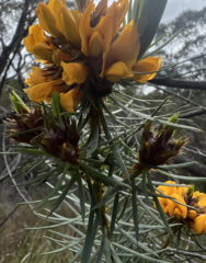 Pultenaea stipularis