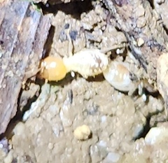 Odontotermes formosanus