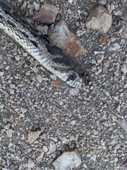 Pituophis catenifer pumilus