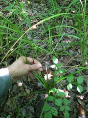Carex louisianica
