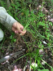 Carex louisianica