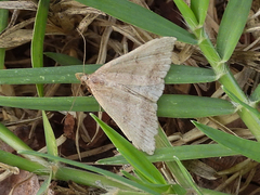 Tetanolita palligera