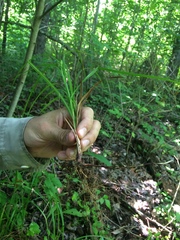Carex louisianica