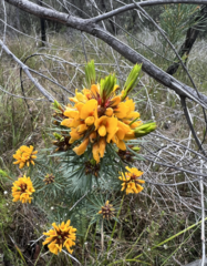 Pultenaea stipularis