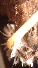 Mycena tenerrima