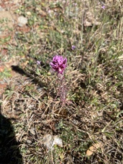 Castilleja exserta
