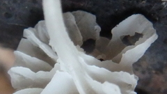 Mycena tenerrima