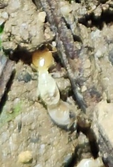 Odontotermes formosanus