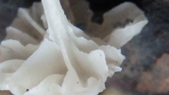 Mycena tenerrima
