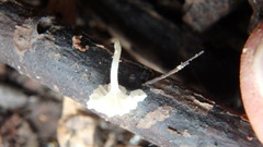 Mycena tenerrima