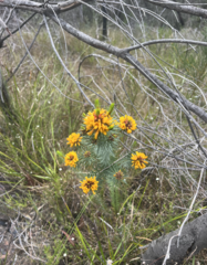 Pultenaea stipularis
