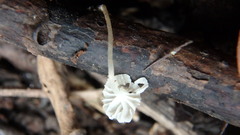 Mycena tenerrima