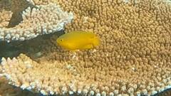 Pomacentrus moluccensis