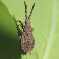 Hypselonotini