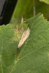 Phyllonorycter coryli